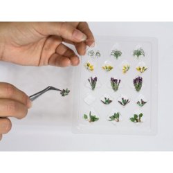 14056 NOCH 5 forskellige haveplanter. 